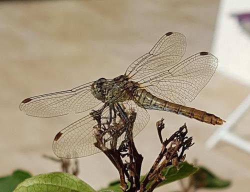 Réf. 212 686 : Sympetrum sanguineum